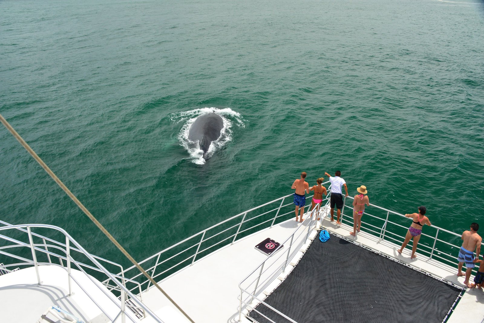 Tortuga Island Cruise image 2